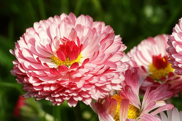 Free download flowers daisies field free picture to be edited with GIMP free online image editor