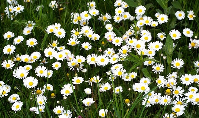 Free download flowers daisies flora meadow free picture to be edited with GIMP free online image editor