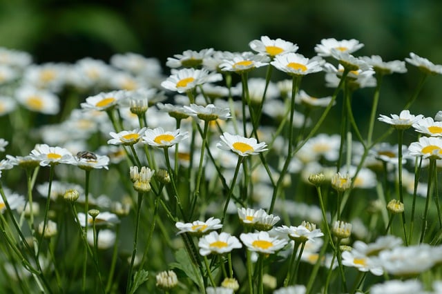 Free download flowers daisies lawn spring nature free picture to be edited with GIMP free online image editor