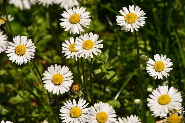 Free download Flowers Daisies Prato -  free photo or picture to be edited with GIMP online image editor