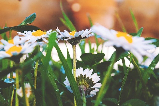 Free download Flowers Daisies Spring -  free photo or picture to be edited with GIMP online image editor