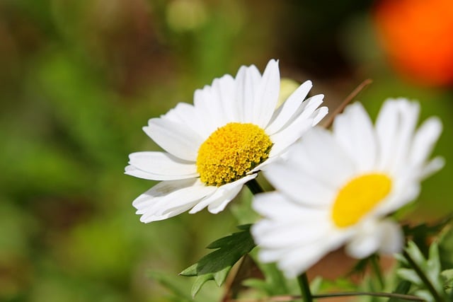 Free download flowers daisy chrysanthemum free picture to be edited with GIMP free online image editor
