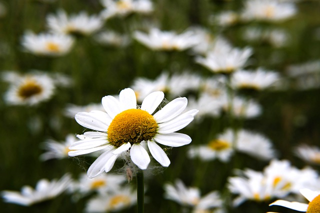 Free download flowers daisy ox eye daisy free picture to be edited with GIMP free online image editor