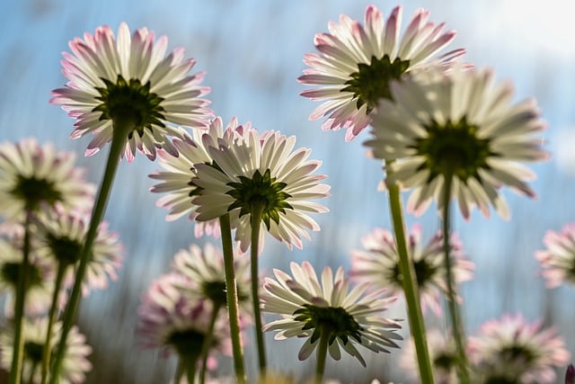 Free download flowers daisy petals nature flora free picture to be edited with GIMP free online image editor