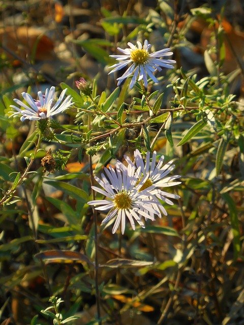 Bezpłatne pobieranie darmowego szablonu zdjęć Flowers Daisy Spring do edycji za pomocą internetowego edytora obrazów GIMP