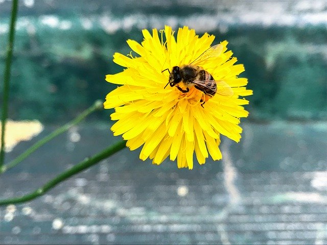 הורדה חינם Flowers Dandelion - תמונה או תמונה בחינם לעריכה עם עורך התמונות המקוון GIMP