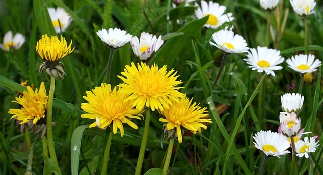 Free download flowers dandelion daisy blossom free picture to be edited with GIMP free online image editor