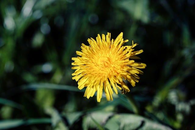 Free download flowers dandelion grass yellow free picture to be edited with GIMP free online image editor