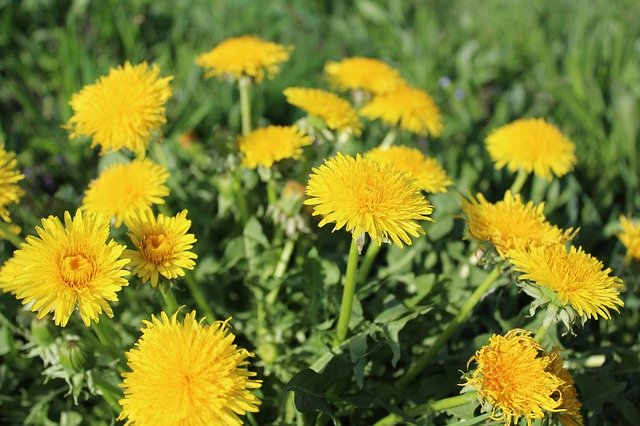 Free download Flowers Dandelion Nature -  free free photo or picture to be edited with GIMP online image editor