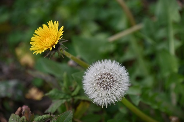 Free download flowers dandelion wish bloom free picture to be edited with GIMP free online image editor