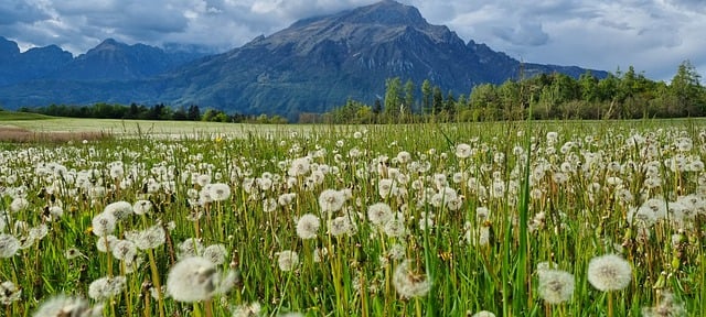 Free download flowers dandelion wish field free picture to be edited with GIMP free online image editor