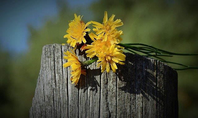 Téléchargement gratuit de Fleurs Décoration - photo ou image gratuite à éditer avec l'éditeur d'images en ligne GIMP