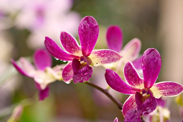 Free download flowers dendrobium orchid flora free picture to be edited with GIMP free online image editor