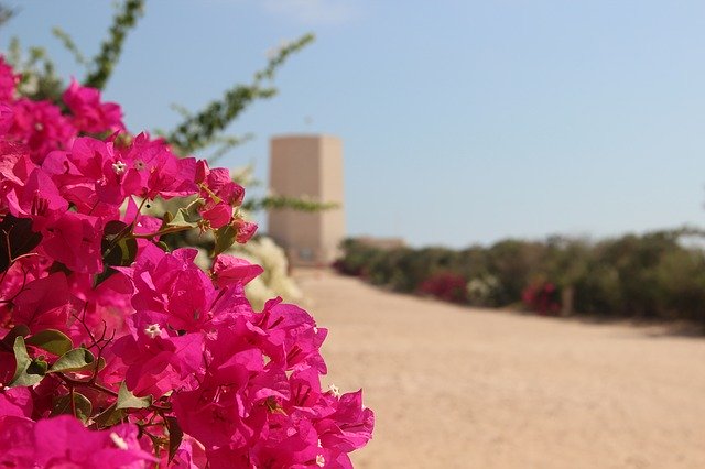 הורדה חינם Flowers Desert - תמונה או תמונה בחינם לעריכה עם עורך התמונות המקוון GIMP