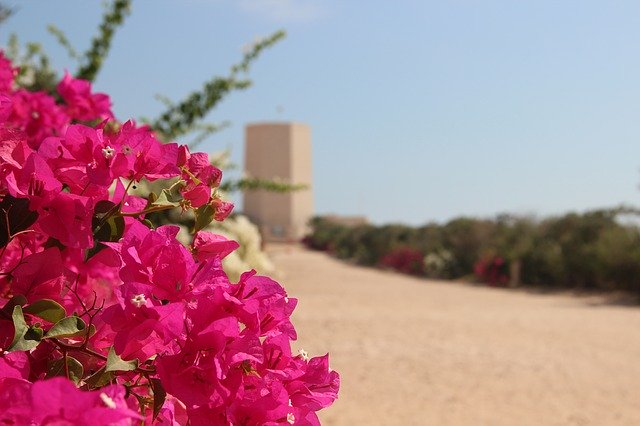 Téléchargement gratuit de Fleurs Désert - photo ou image gratuite à modifier avec l'éditeur d'images en ligne GIMP