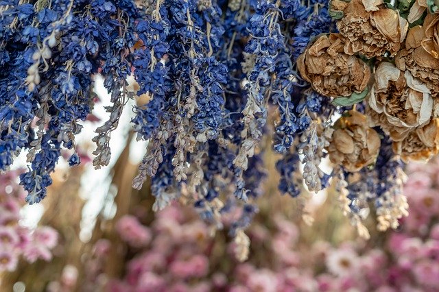 Muat turun percuma Flowers Dried Flower Market - foto atau gambar percuma untuk diedit dengan editor imej dalam talian GIMP