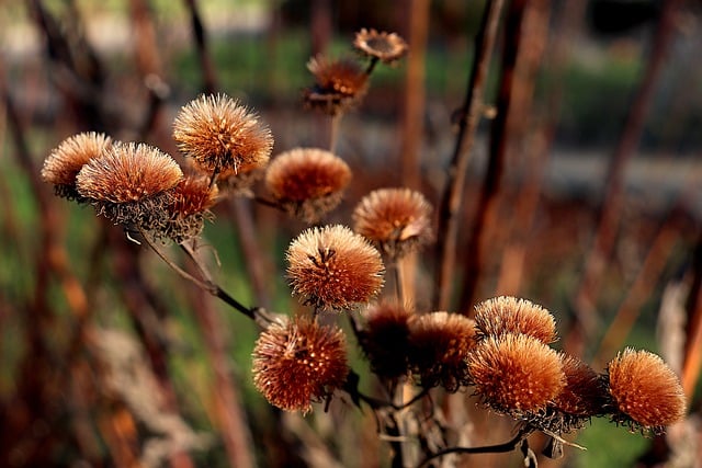 Безкоштовно завантажте квіти, сухі квіти, насіння рослин, безкоштовне зображення для редагування за допомогою безкоштовного онлайн-редактора зображень GIMP