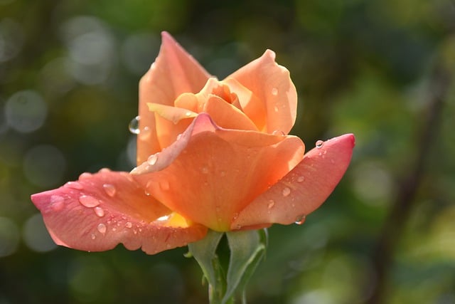Free download flowers droplets prickly flower free picture to be edited with GIMP free online image editor