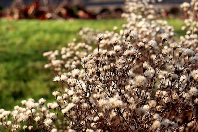 Free download flowers dry flowers plants seeds free picture to be edited with GIMP free online image editor
