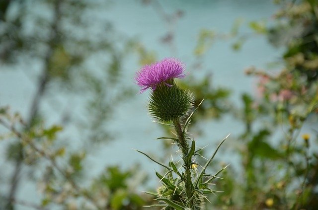 Descarga gratuita Flower Sea Croatia - foto o imagen gratuita para editar con el editor de imágenes en línea GIMP