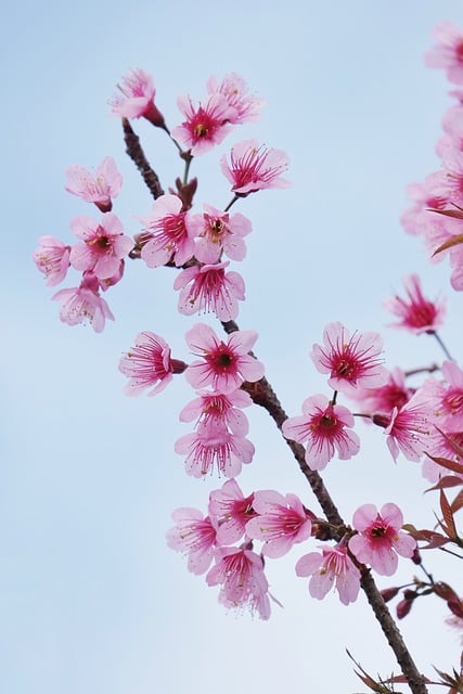 Free download flower season spring peach blossom free picture to be edited with GIMP free online image editor