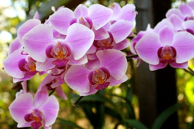 Unduh gratis Flowers Exotic - foto atau gambar gratis untuk diedit dengan editor gambar online GIMP