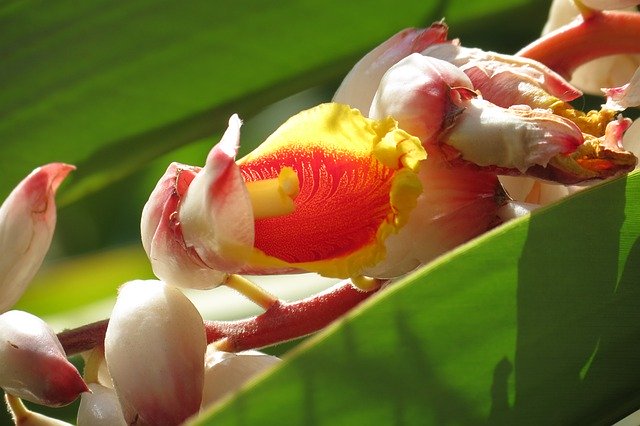 Bezpłatne pobieranie Flowers Exotic Madagascar - bezpłatne zdjęcie lub obraz do edycji za pomocą internetowego edytora obrazów GIMP