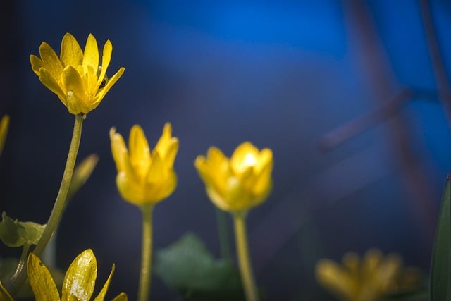 Free download flowers ficaire colorful spring free picture to be edited with GIMP free online image editor
