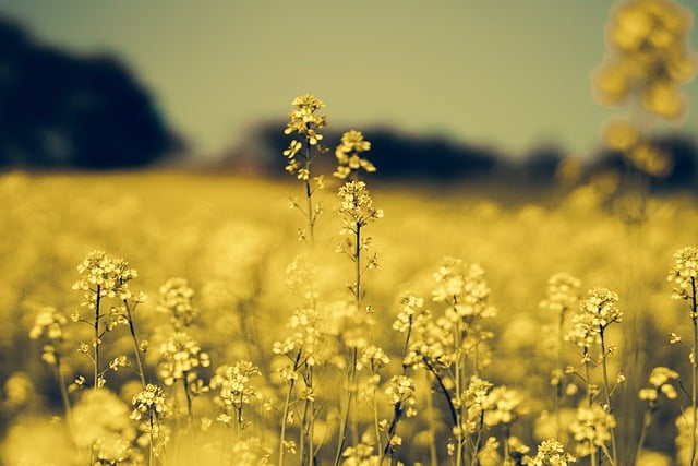 Free download flowers field bloom blossom botany free picture to be edited with GIMP free online image editor