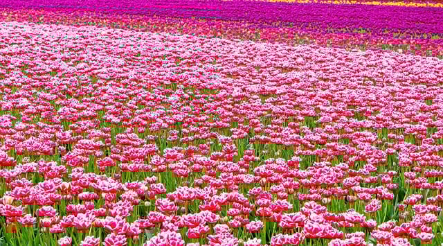 Free download flowers field botany bloom blossom free picture to be edited with GIMP free online image editor