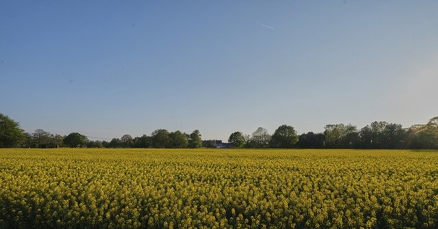 Free download Flowers Field Flower Yellow -  free photo or picture to be edited with GIMP online image editor