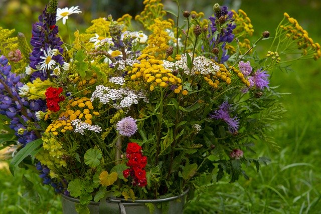 ດາວໂຫຼດຟຼີ Fields Flowers In The Summer Of - ຟຼີຮູບພາບຫຼືຮູບພາບເພື່ອແກ້ໄຂດ້ວຍຕົວແກ້ໄຂຮູບພາບອອນໄລນ໌ GIMP