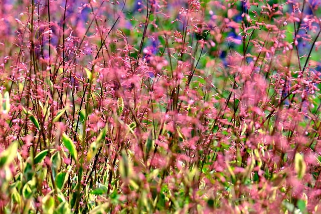 Free download flowers field meadow flora spring free picture to be edited with GIMP free online image editor