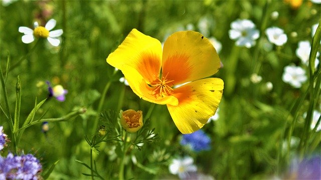 꽃밭 자연 무료 다운로드 - 무료 사진 또는 김프 온라인 이미지 편집기로 편집할 사진