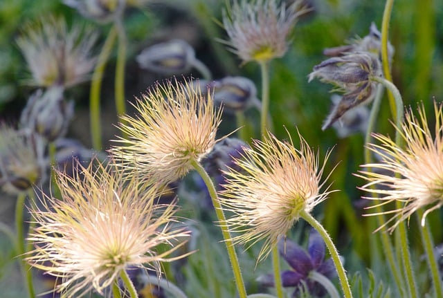 Free download flowers field nature growth petals free picture to be edited with GIMP free online image editor