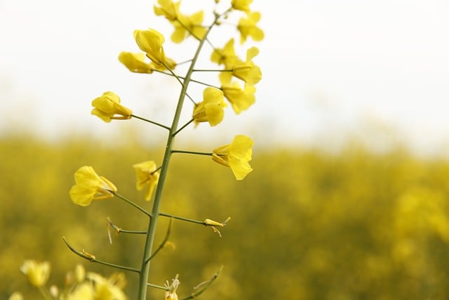 Free download flowers field rape flora nature free picture to be edited with GIMP free online image editor