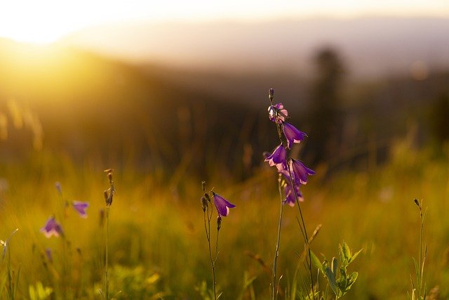Free download flowers field sunset sunrise free picture to be edited with GIMP free online image editor