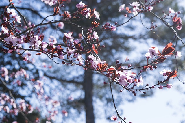 Descargue gratis la imagen gratuita de flores fiori di pesco primavera para editar con el editor de imágenes en línea gratuito GIMP