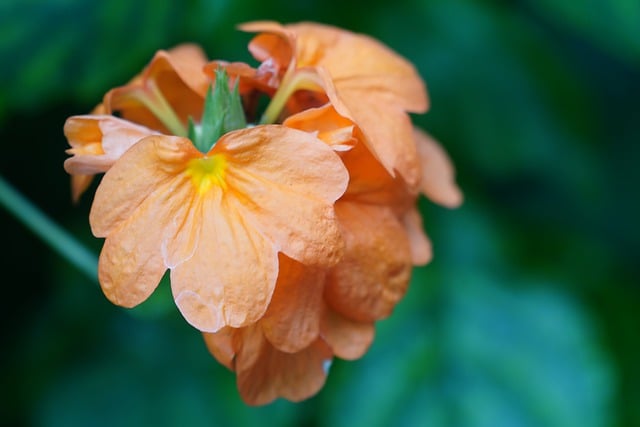 Free download flowers firecracker flowers free picture to be edited with GIMP free online image editor
