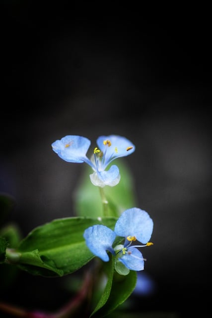 دانلود رایگان عکس گل‌ها، گل‌برگ‌های حیاط، طبیعت رایگان برای ویرایش با ویرایشگر تصویر آنلاین رایگان GIMP