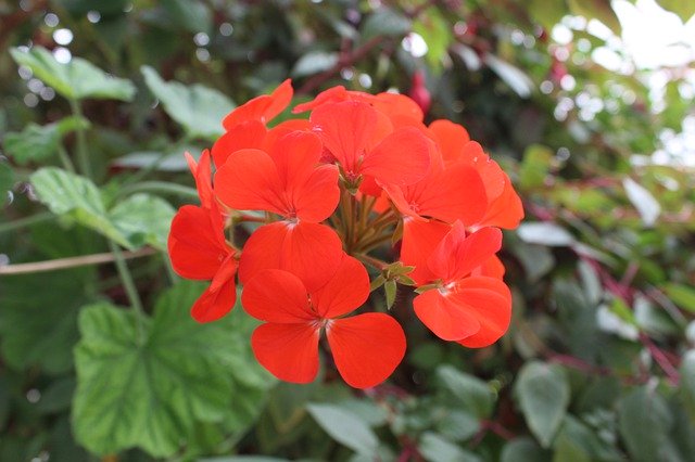 Kostenloser Download Flowers Flora Decoration - kostenloses kostenloses Foto oder Bild zur Bearbeitung mit GIMP Online-Bildbearbeitung