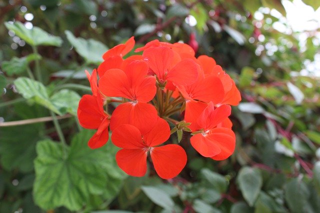 Muat turun percuma Flowers Flora Decoration - foto atau gambar percuma percuma untuk diedit dengan editor imej dalam talian GIMP