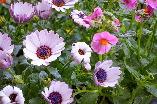 Descărcare gratuită Flowers Flora Garden In The - fotografie sau imagini gratuite pentru a fi editate cu editorul de imagini online GIMP