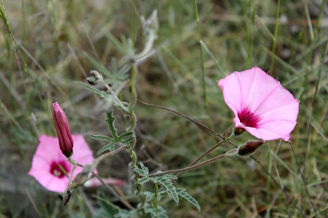 Free download Flowers Floral Purple -  free photo or picture to be edited with GIMP online image editor