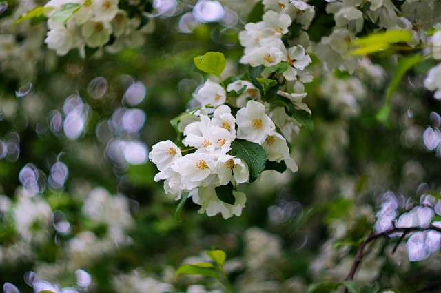 Free download flowers flora trees village beauty free picture to be edited with GIMP free online image editor