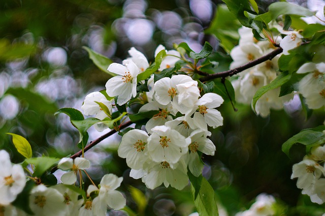 Téléchargement gratuit fleurs flore village arbres nature image gratuite à éditer avec l'éditeur d'images en ligne gratuit GIMP