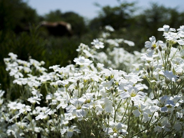 Descarga gratuita Flowers Flora White - foto o imagen gratuita para editar con el editor de imágenes en línea GIMP