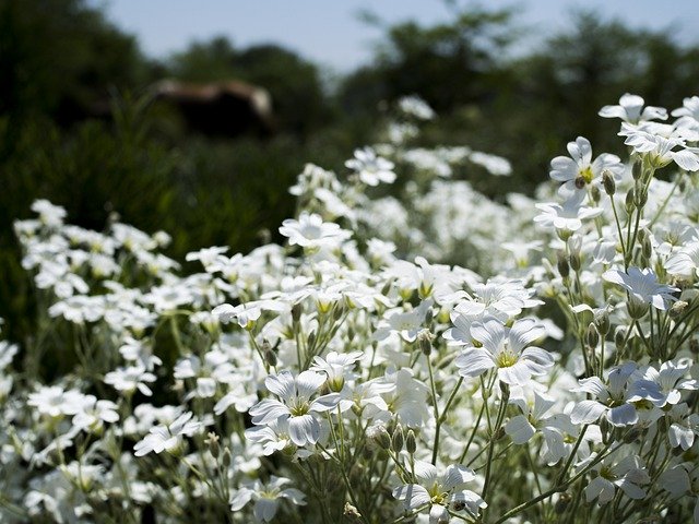 Free download Flowers Flora White -  free photo or picture to be edited with GIMP online image editor