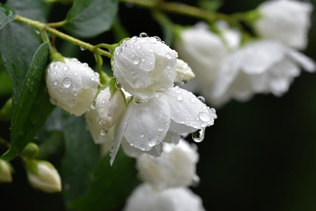 Free download flowers flora white blossoms free picture to be edited with GIMP free online image editor