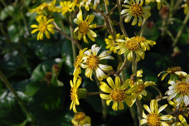 Téléchargement gratuit Fleurs Fleur - photo ou image gratuite à modifier avec l'éditeur d'images en ligne GIMP